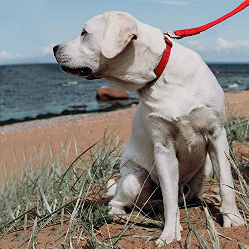 Найлонова каишка Rebnihc за кучета с мека дръжка и Безопасно на една Кука, Трайна Класически Повод за големи Кучета за тренировки на разходка в Къмпинга, 1 инч x 4 метра, ?