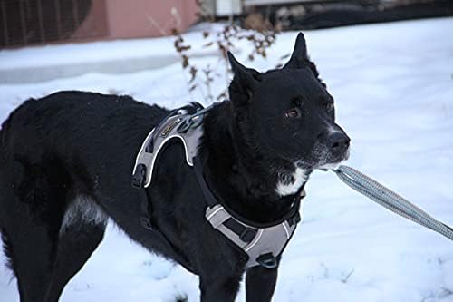 Комплект OllyDog с алпийски светоотражающей шлейкой за кучета и купата за пътуване за куче (малко, Атлантическия океан)