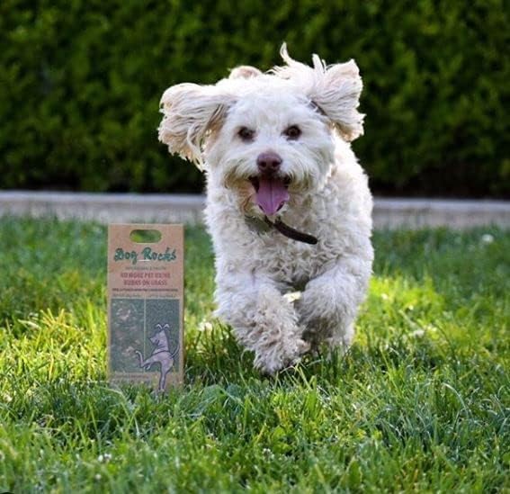 Dog Rocks - Помощ за предотвратяване на уриниране (100 г) / Натурален каталитичен конвертор кучешки за Мисок с вода, Възстановяване на трева, на Пластира от изгаряния на ур