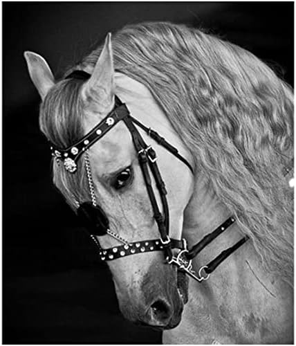 Z & X Конче Пътеки с юздите - Юзди за езда - Регулируема Конче Пътеки, Прическа, Аксесоари за езда, Аксесоари за Седлото, Юздите на конете
