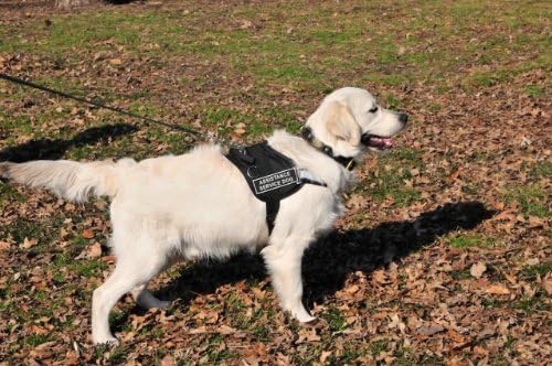 Шлейка DT Works, За кучета Спомагателни услуги, е черно-бяла, Размер дебелина: от 25 до 34 см.