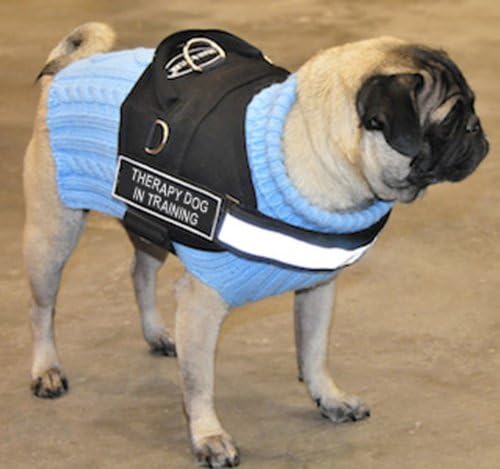 Шлейка DT Works, За дресура на кучета-терапевти, е черно-бяла, Размер дебелина: от 25 до 34 см.