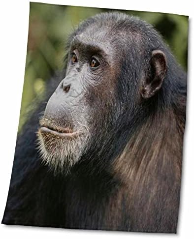 3дРоуз Танзания, национален парк Gombe Поток, Мъжки шимпанзета. - Кърпи (twl-207360-3)