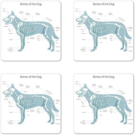 Комплект от 4 на Каботажните Ambesonne Skeleton, Инфографика по темата за Анатомията на животните с Кости Кучета, Масичка, Квадратни